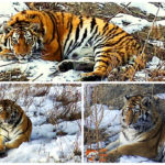 Фонд Феникс