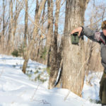 Фонд Феникс