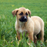 Фонд помощи бездомным животным имени Сарии Ашировой