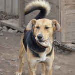 Фонд помощи бездомным животным имени Сарии Ашировой