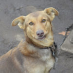 Фонд помощи бездомным животным имени Сарии Ашировой