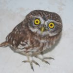 Благотворительный фонд «Центр реабилитации и реинтродукции диких животных «Сирин»