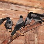 Благотворительный фонд «Центр реабилитации и реинтродукции диких животных «Сирин»