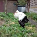 Благотворительный фонд «Центр реабилитации и реинтродукции диких животных «Сирин»