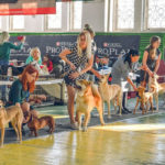 Фонд помощи бездомным животным «Умка»